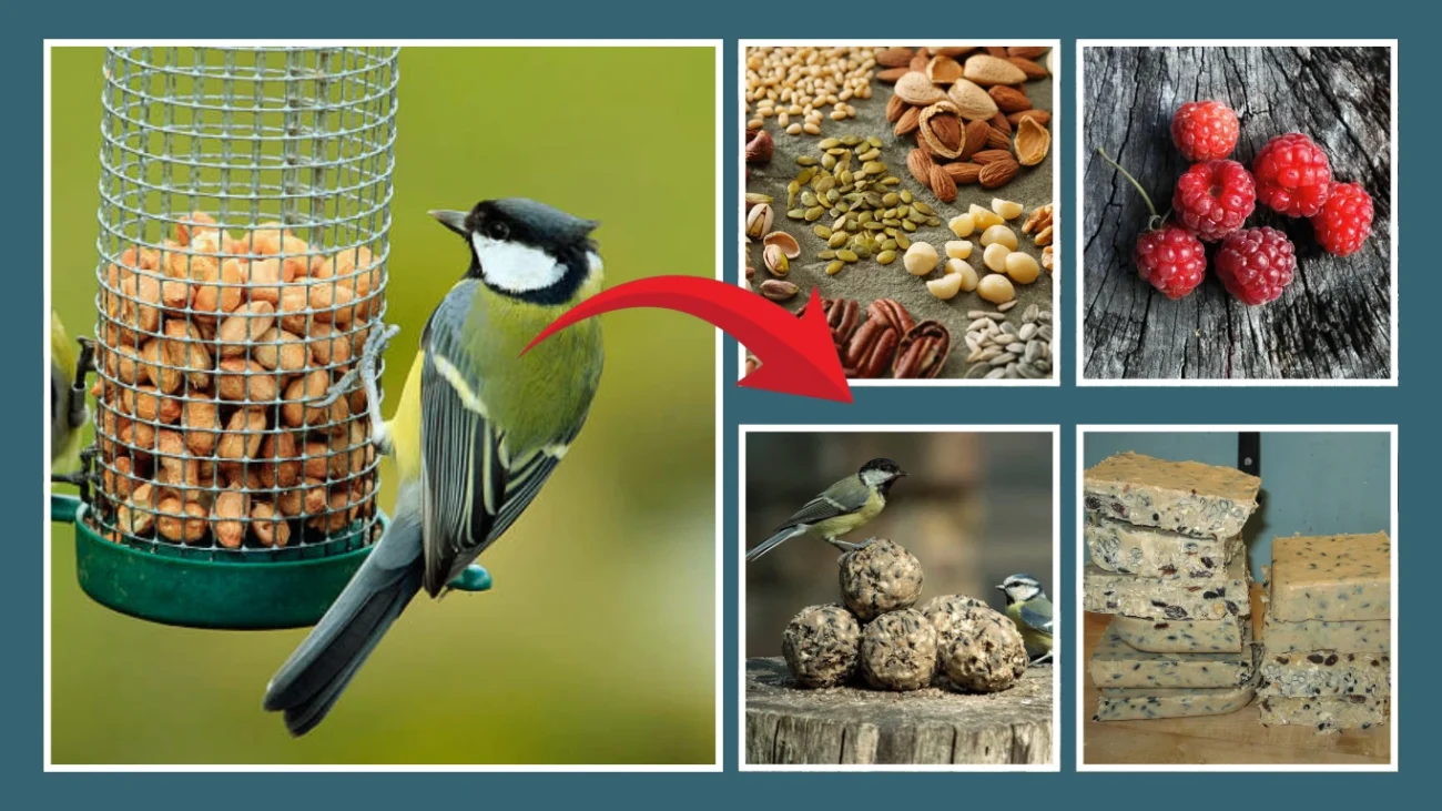 Great Tit Bird Feeding Habits in Gardens