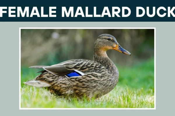 Female Mallard Duck Identification, Differences, Sounds, and More