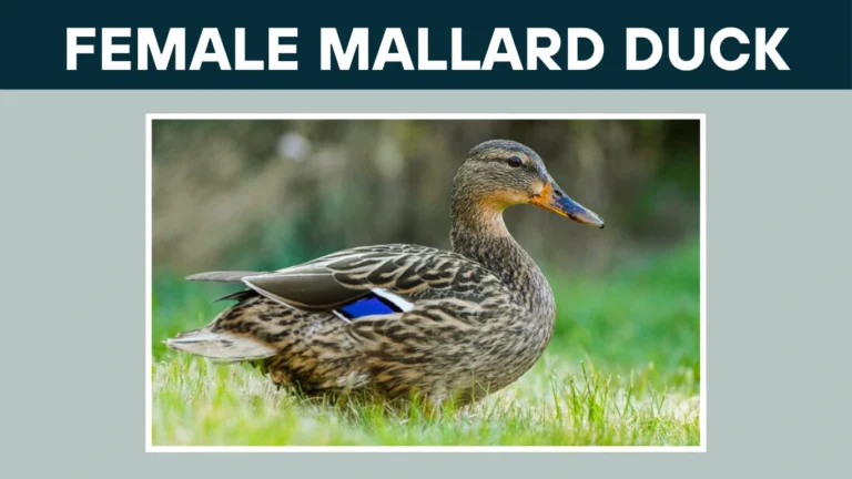 Female Mallard Duck: Identification, Differences, Sounds, and More