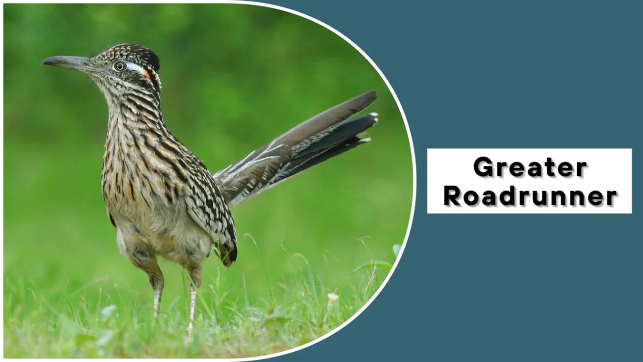 Greater Roadrunner (Geococcyx californianus)