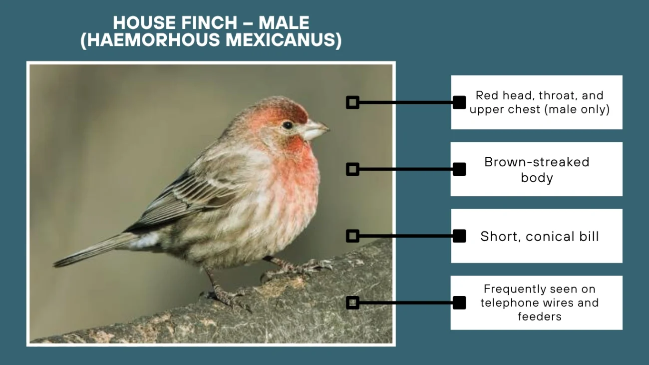 House Finch – Male (Haemorhous mexicanus)