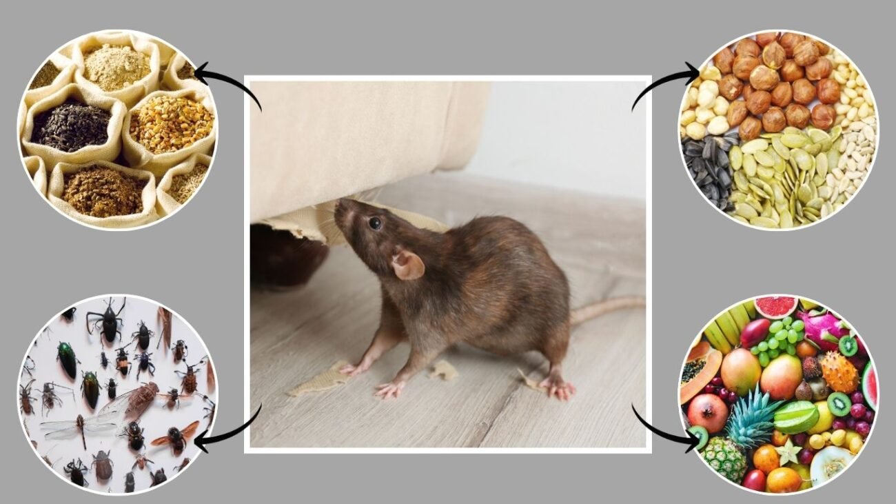 What does a house mouse eat?