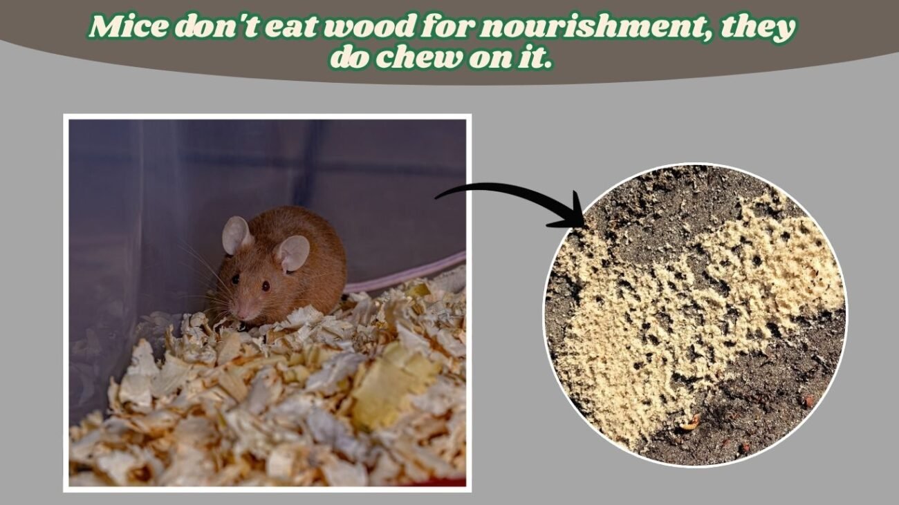 Do house mice eat wood?