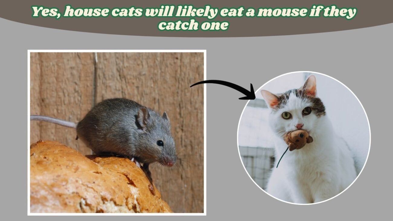 Will a house cat eat a mouse?