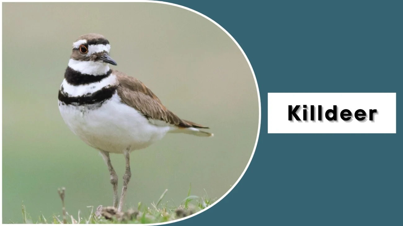 Killdeer (Charadrius vociferus)