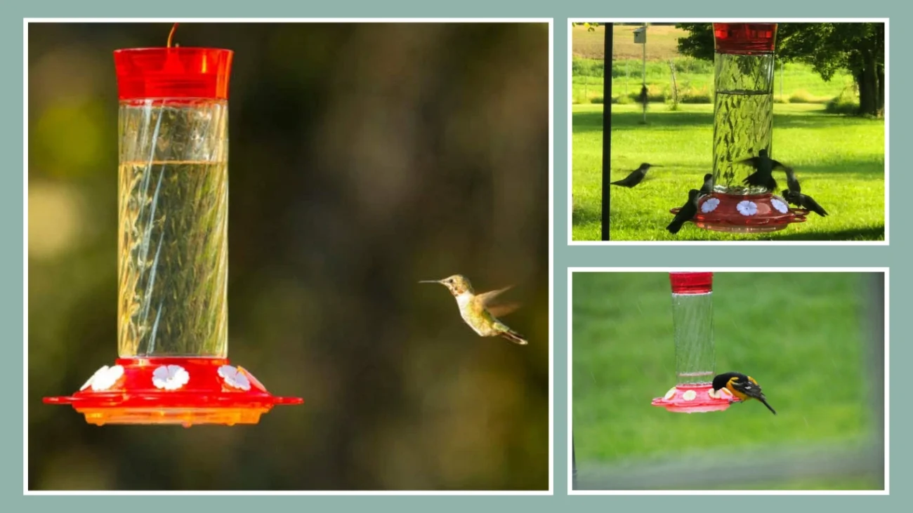More Birds Bird Health+ 30 oz. Hummingbird Feeder