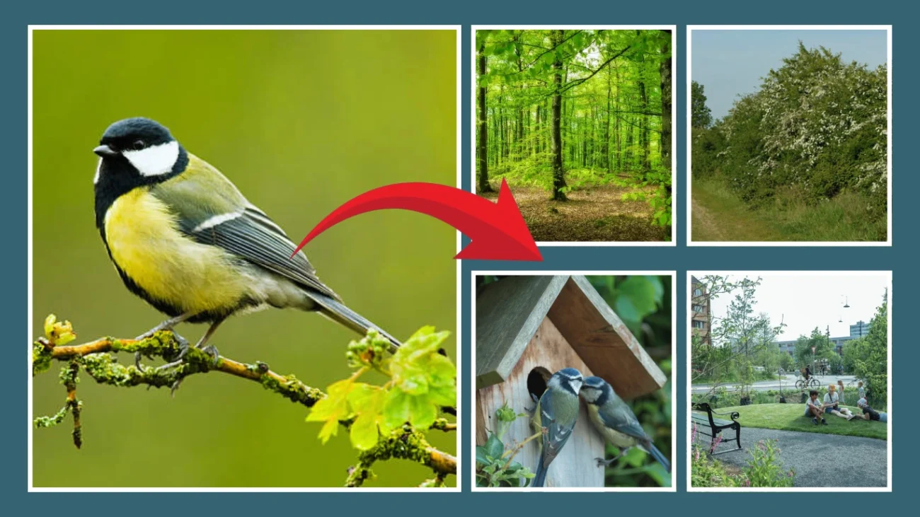  great tit’s Natural Habitat and Range