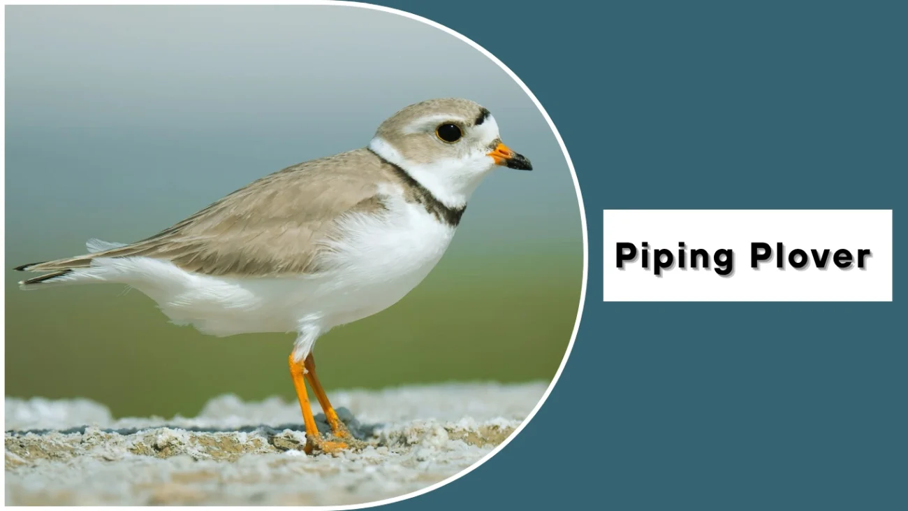 Piping Plover (Charadrius melodus)