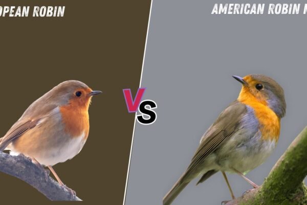 European Robin vs American Robin: 7 Key Differences 