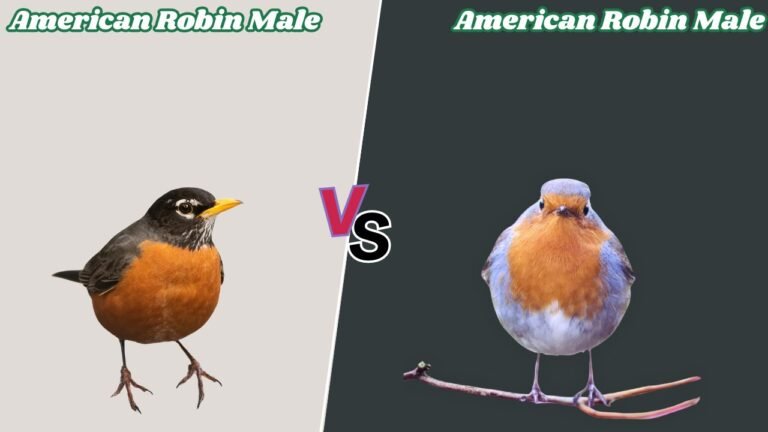American Robin Male vs Female: 7 Key Differences