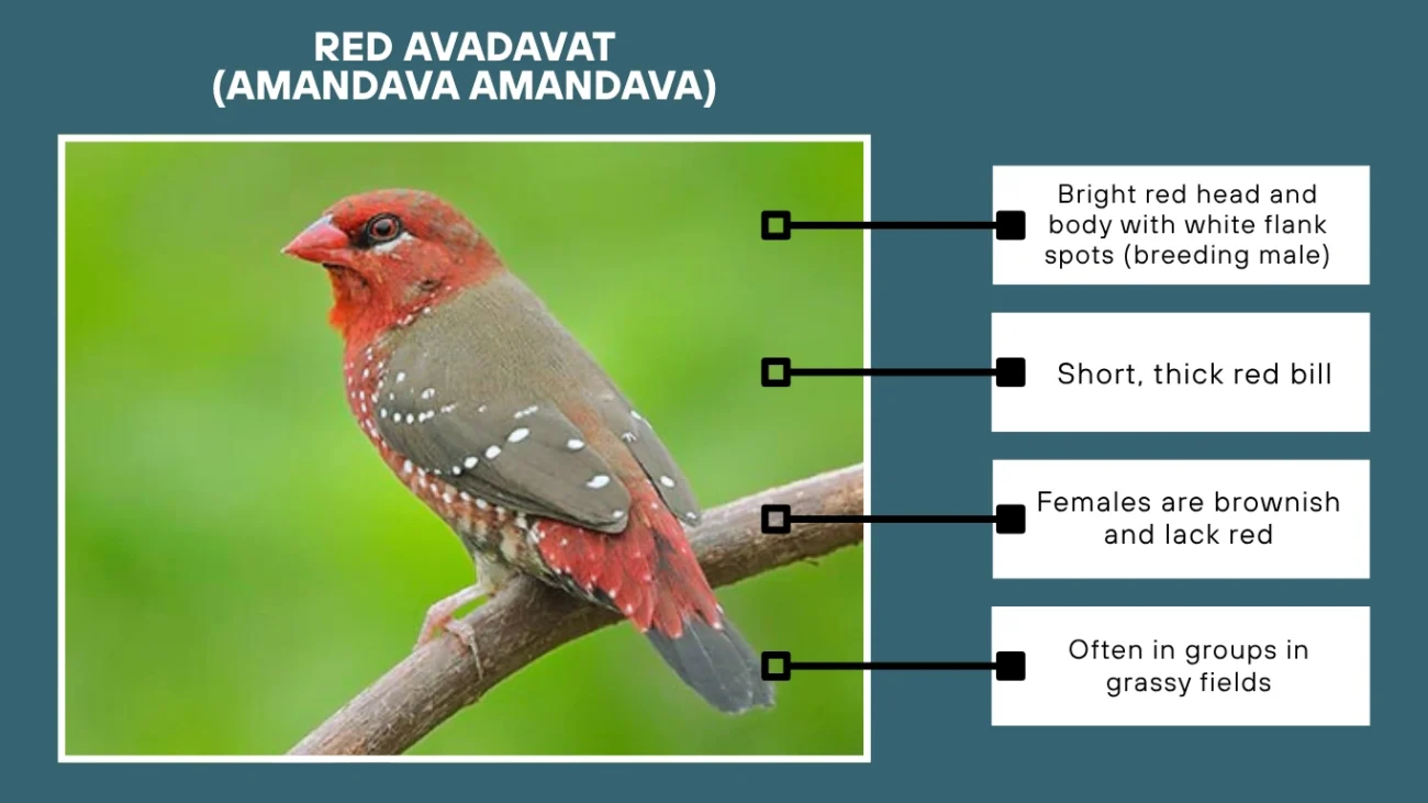 Red Avadavat (Amandava amandava)