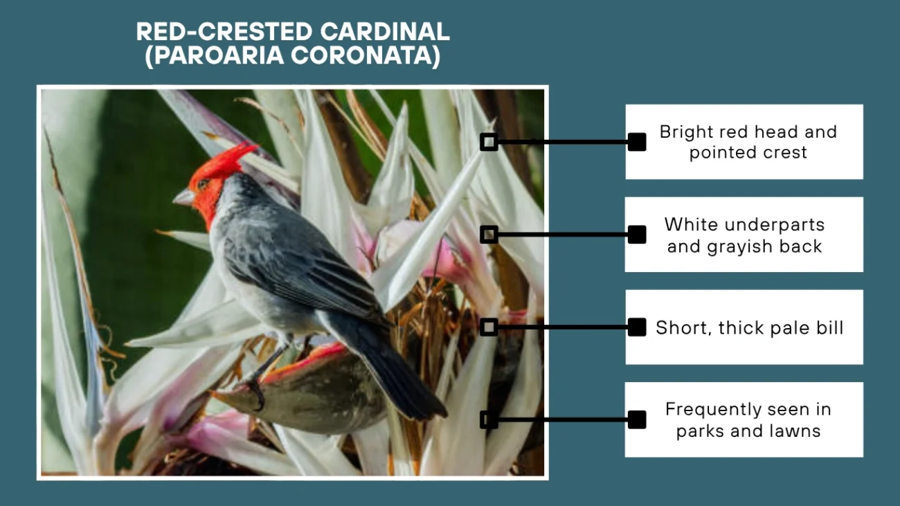 Red-crested Cardinal (Paroaria coronata)