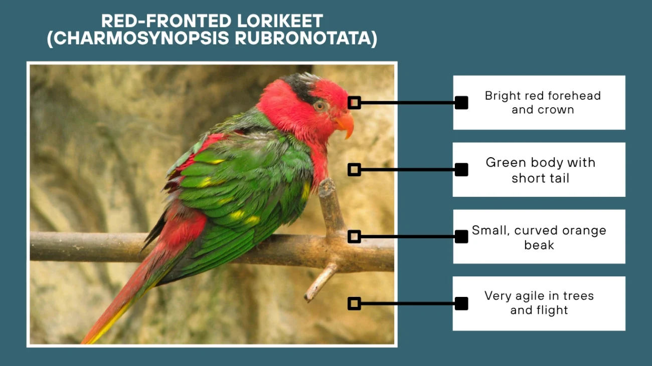 Red-fronted Lorikeet (Charmosynopsis rubronotata)