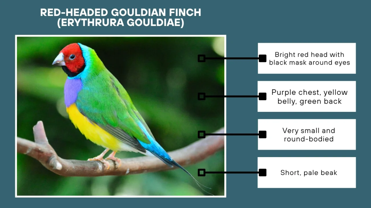 Red-headed Gouldian Finch (Erythrura gouldiae)