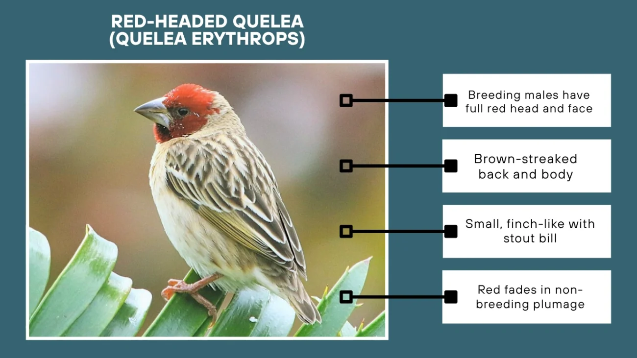 Red-headed Quelea (Quelea erythrops)