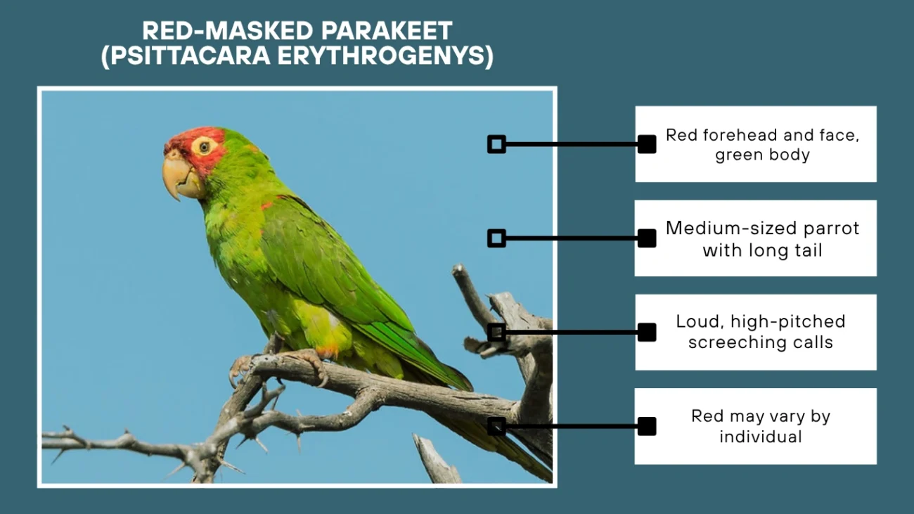 Red-masked Parakeet (Psittacara erythrogenys)