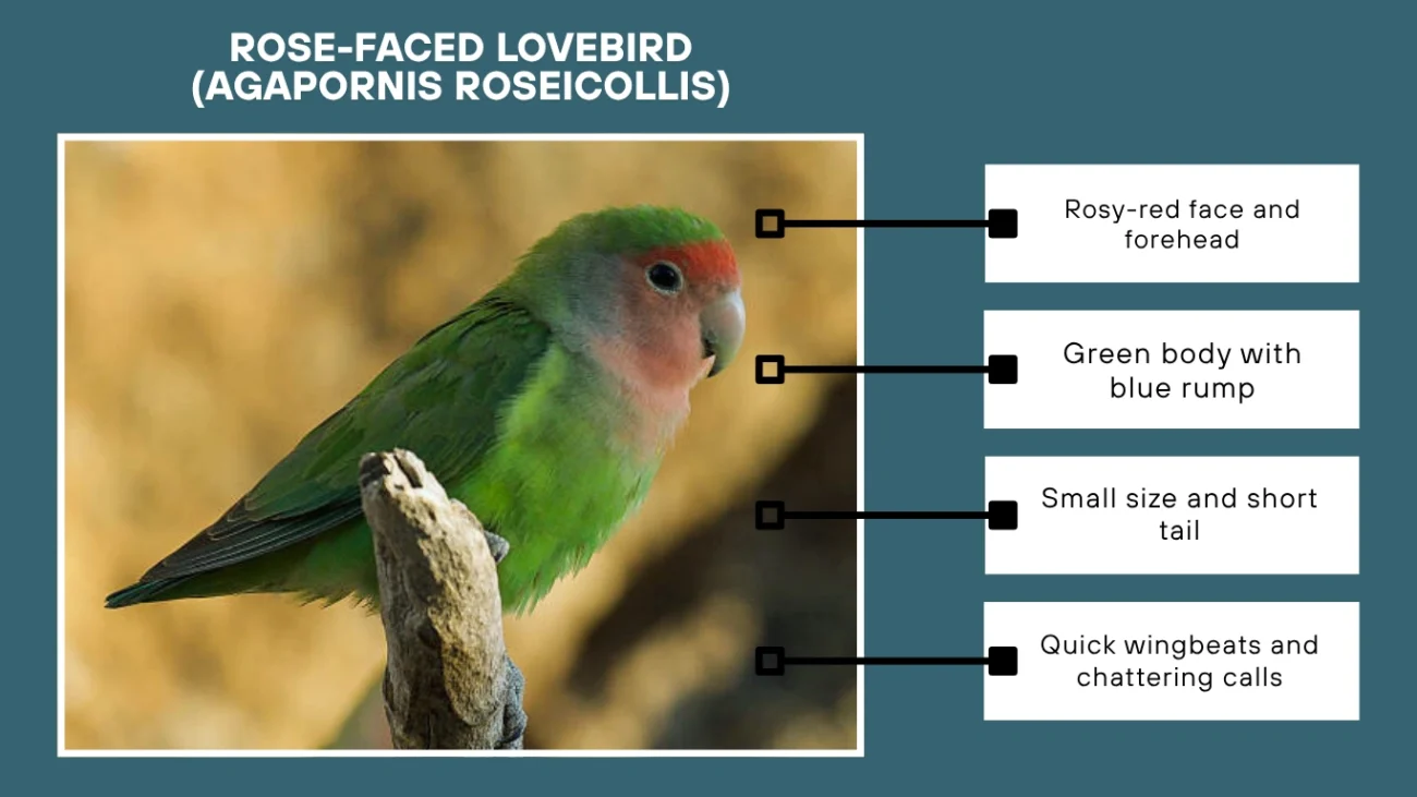 Rose-faced Lovebird (Agapornis roseicollis)