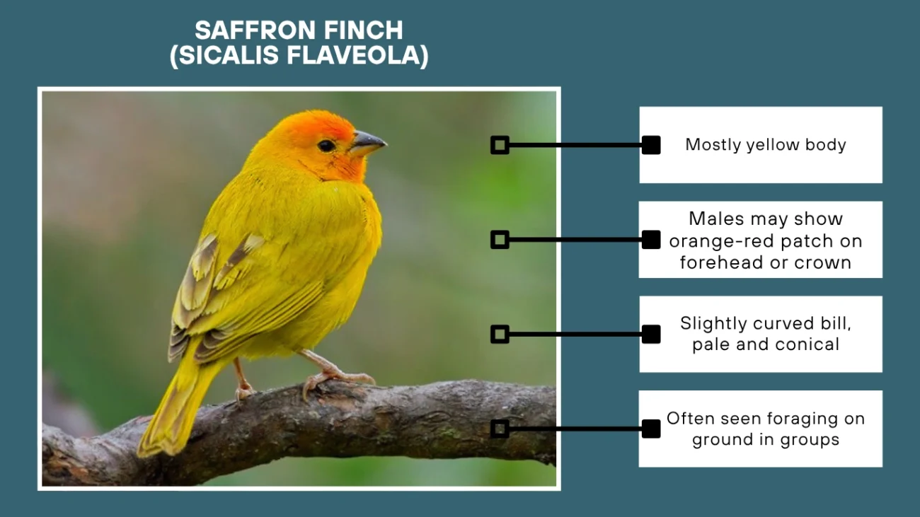 Saffron Finch (Sicalis flaveola)