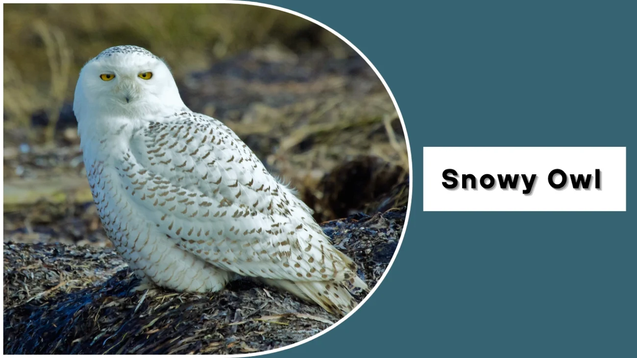 Snowy Owl (Bubo scandiacus)