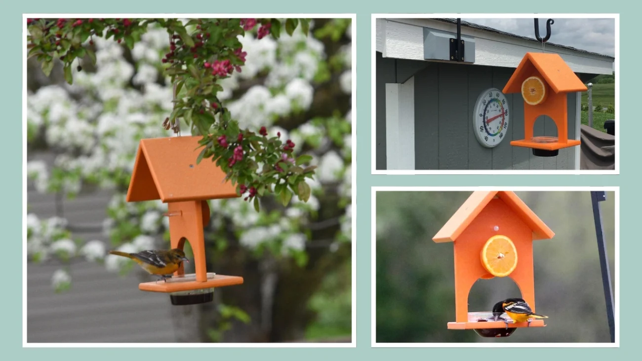 Songbird Essentials SERUBFJF Fruit and Jelly Oriole Feeder