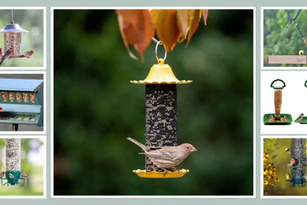 Top 13 Exclusive Bird Feeders for Small Birds Only!