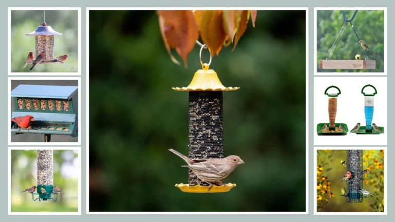 13 Top Exclusive Bird Feeders for Small Birds Only!