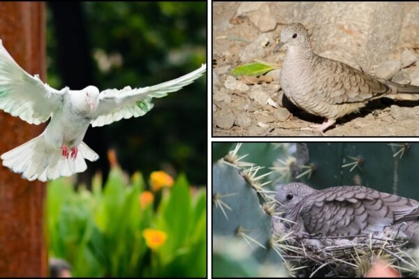 Inca Dove: Identification,