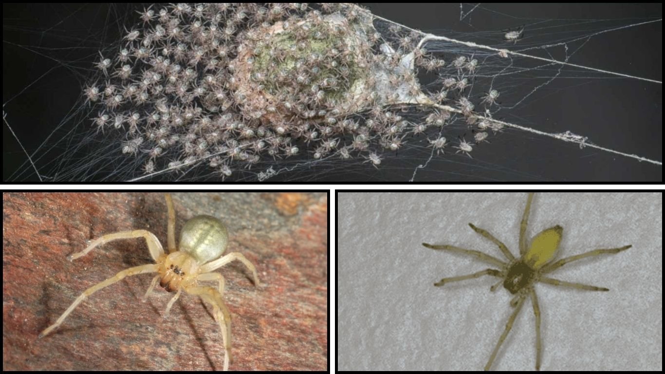 42 FAQs and Facts About Yellow Sac Spiders