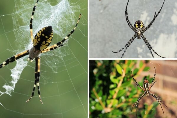 55 FAQs and Facts About the Black and Yellow Spider