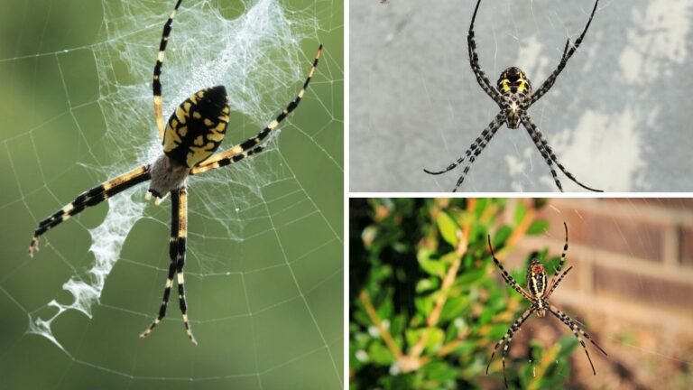 55 FAQs and Facts About the Black and Yellow Spider
