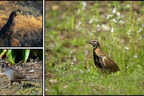 20 Types of Quail