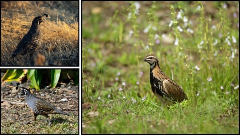 20 Types of Quail