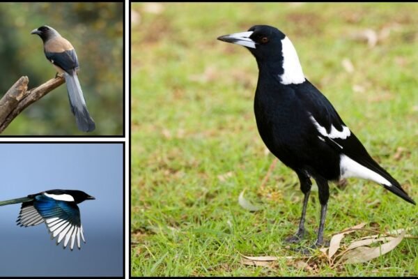 15 Types of Magpies