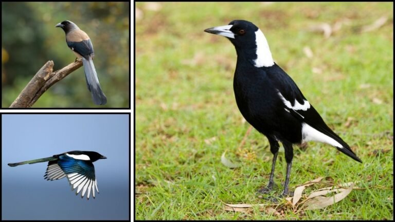 15 Types of Magpies: Identification with Pictures & Region