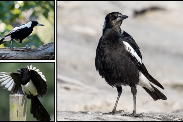 40 FAQs and Facts About Australian Magpies
