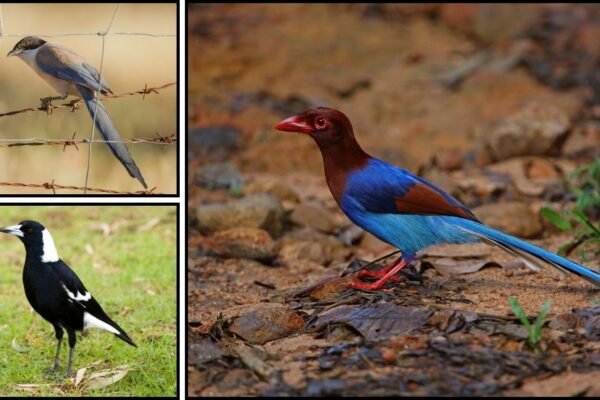 Where Do Magpies Live