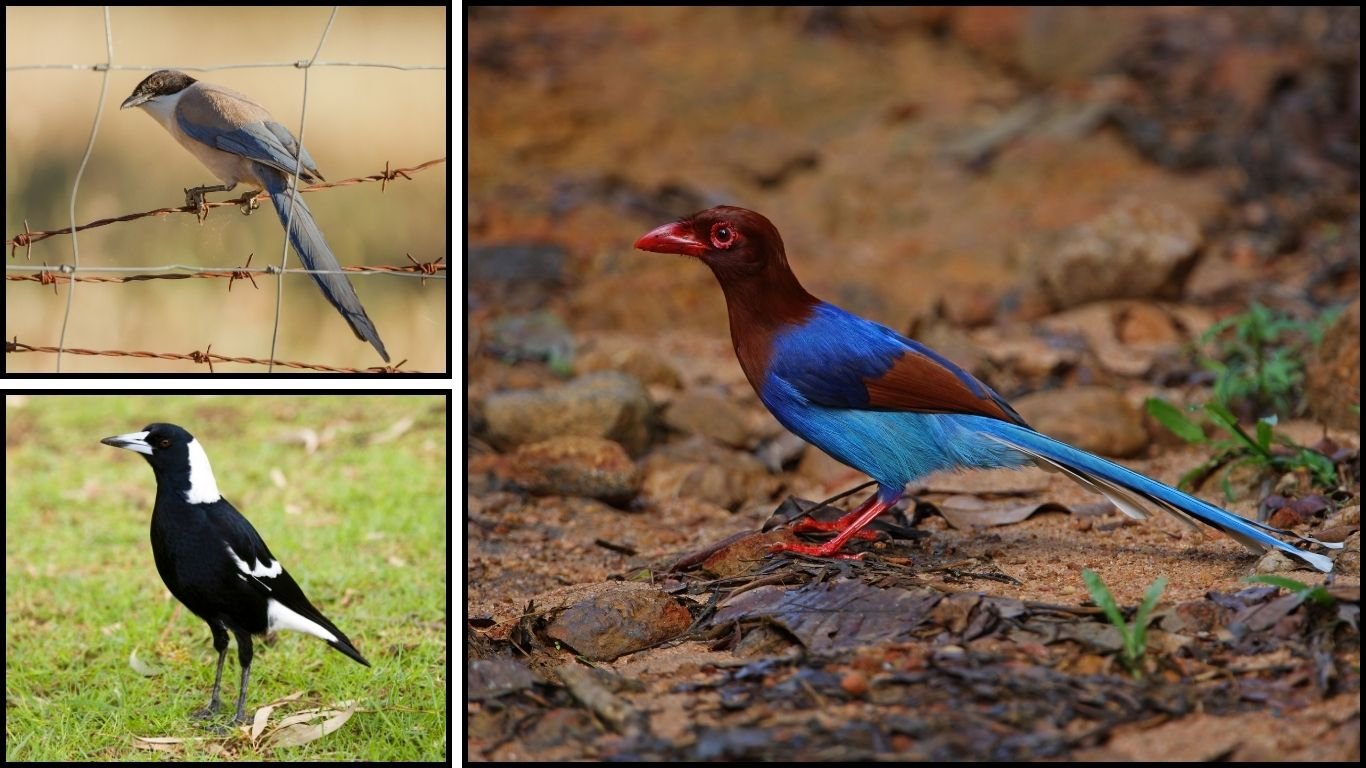 Where Do Magpies Live