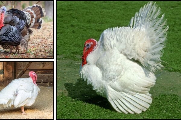 20 Types of Turkey Birds