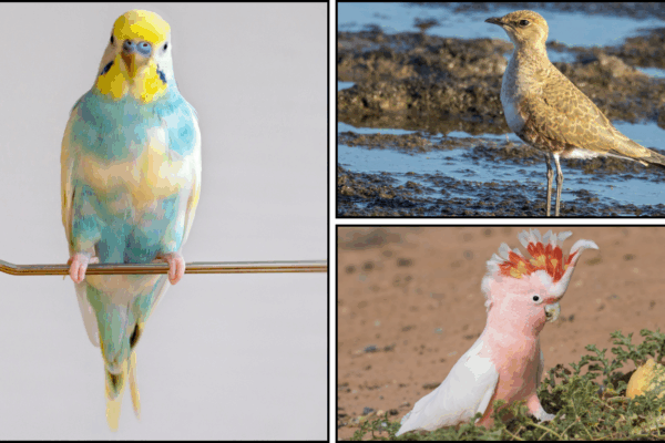 40 Types of Australian Birds