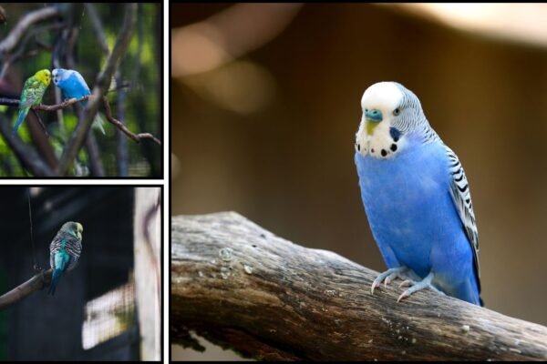 How Long Do Budgerigars Live