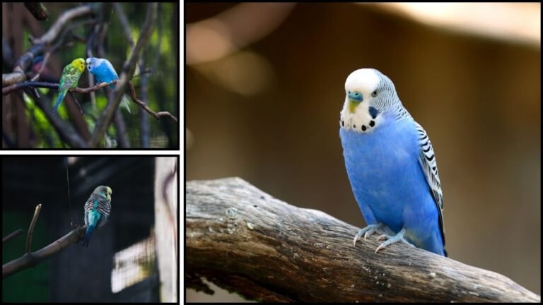 How Long Do Budgerigars Live? Lifespan and Lifecycle