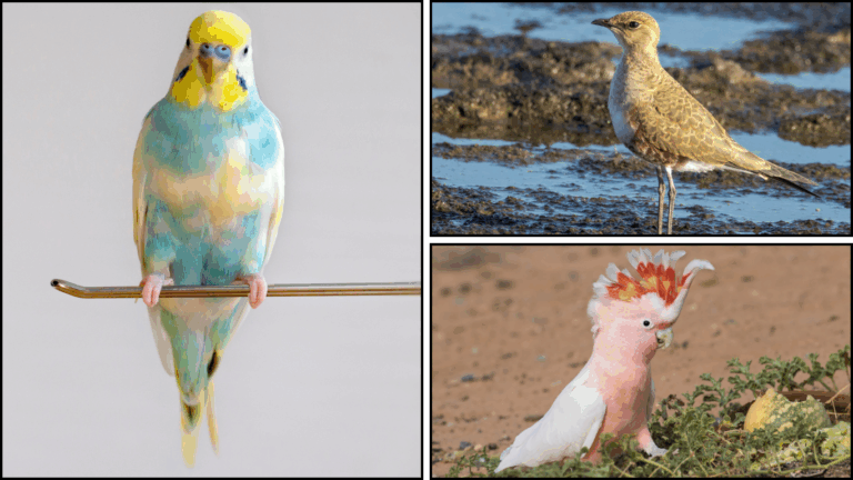 40 Types of Australian Birds: Identification With Pictures