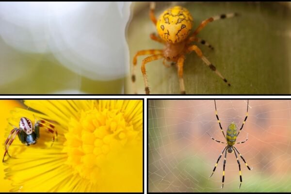 12 Types of Yellow Spiders