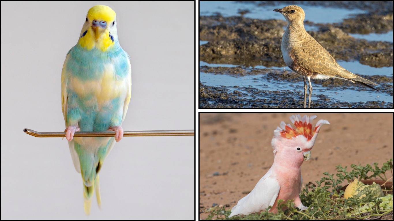 40 Types of Australian Birds