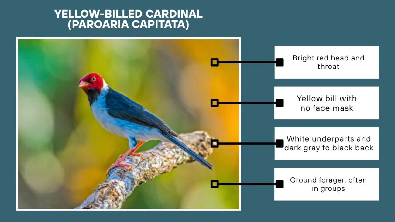 Yellow-billed Cardinal (Paroaria capitata)