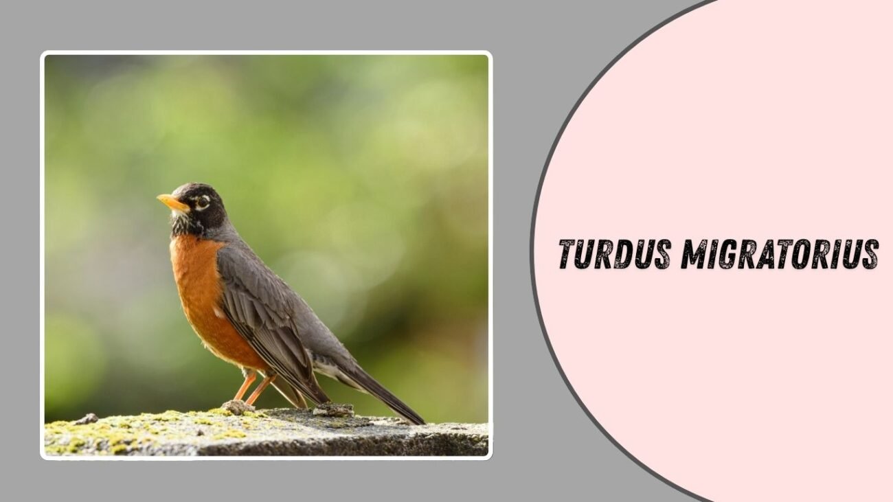 What is the scientific name of the American Robin?