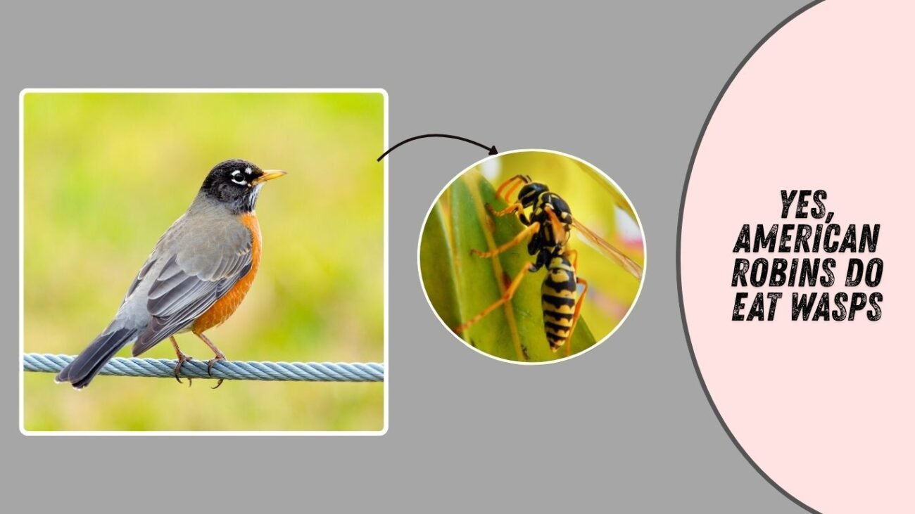 Do American robins eat wasps?