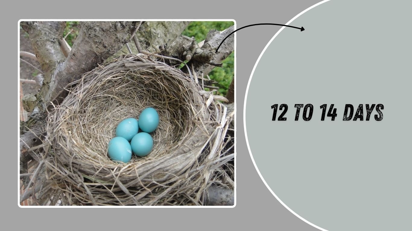 How Long Does It Take for Robin Eggs to Hatch? Full Timeline