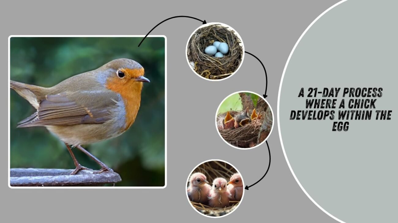 Baby Robins: From Hatch to Fledgling