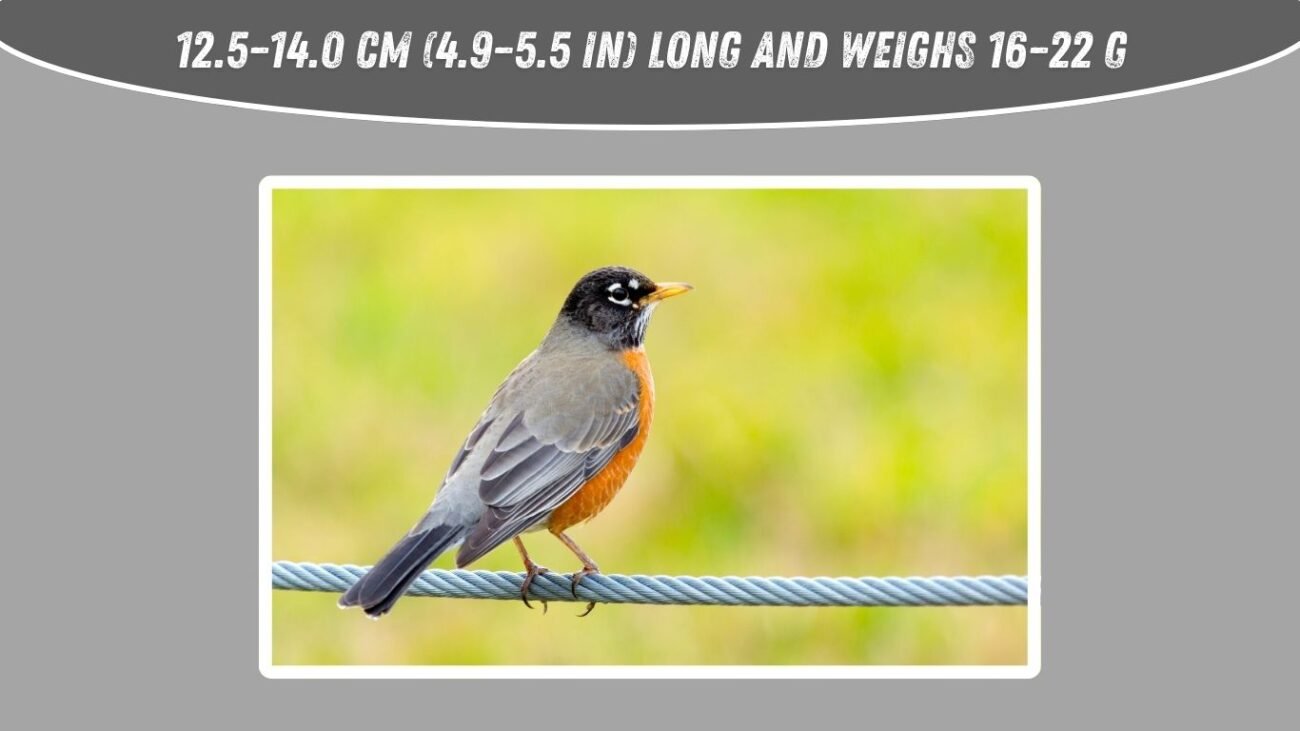 How big is the European robin?